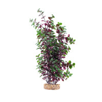 Bacopa rouge Plant Scapes Aqualife Fluval