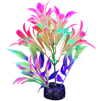 Plante iGlo Marina, 14 cm (5,5 po)