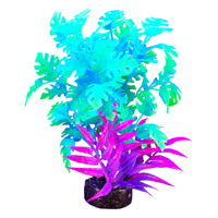 Plante iGlo Marina, 14 cm (5,5 po)