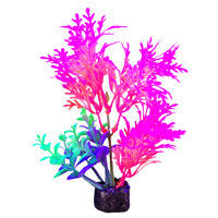 Plante iGlo Marina, 14 cm (5,5 po)