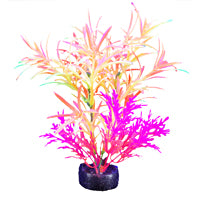 Plante iGlo Marina, 14 cm (5,5 po)
