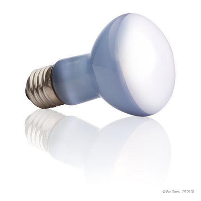 Ampoule à lumière du jour Exo Terra pour lézarder, R20, 50 W