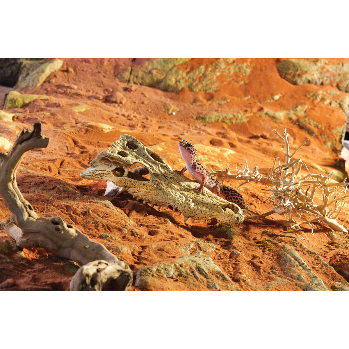 Cachette Exo Terra en forme de crâne de crocodile