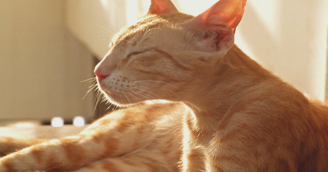 Load video: Ignite theme